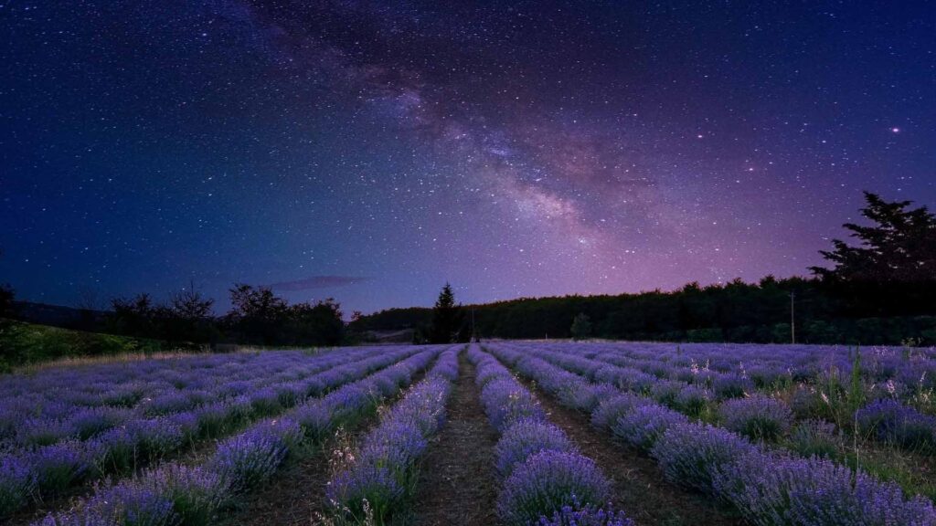 Ein Lavendelfeld mit einen Lilafarbenen Sternenhimmel. Die Milchstraße ist zu sehen. Symbolbild für Cosmic Healing.
